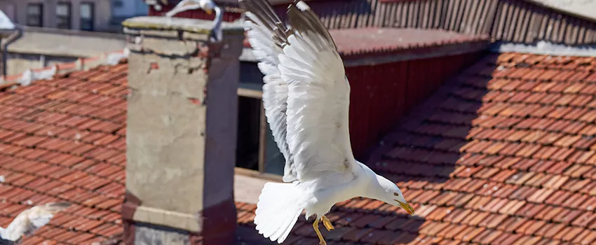 Residential Chimney Animal Removal Solution in Gary, IN